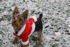 Kerstkleding